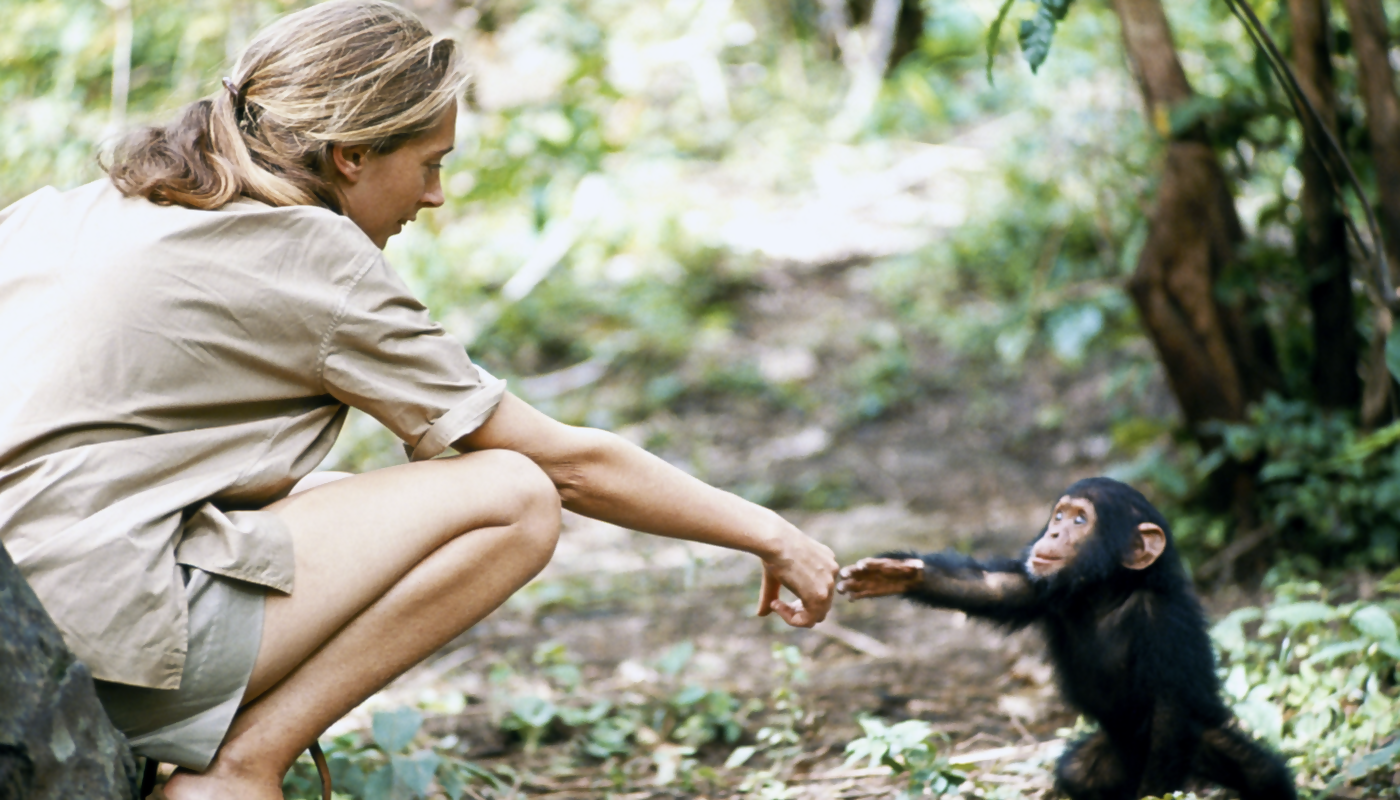 G Adventures Adds to 'Jane Goodall Collection' for Environmentalist's Milestone Birthday
